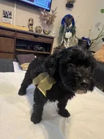 Wednesday , a female Goldendoodle and Labradoodle for sale in Knightdale, NC – 1 of 8