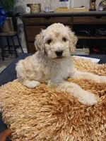 Pink, a female Goldendoodle and Poodle - Standard  for sale in Knightdale, NC – 5 of 6