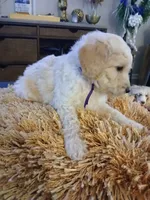 Purple, a male Goldendoodle and Poodle - Standard  for sale in Knightdale, NC – 4 of 5