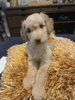 Orange, a male Goldendoodle and Poodle - Standard  for sale in Knightdale, NC – 6 of 6