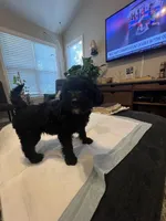 Wednesday , a female Goldendoodle and Labradoodle for sale in Knightdale, NC – 6 of 8