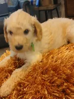 Green, a male Goldendoodle and Poodle - Standard  for sale in Knightdale, NC – 4 of 7