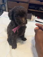 Sunday, a female Goldendoodle and Labradoodle for sale in Knightdale, NC – 4 of 6