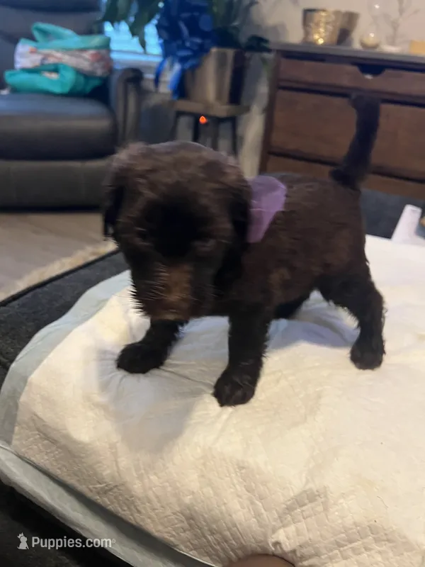 Saturday  – Goldendoodle, Labradoodle puppy for sale in Knightdale, NC