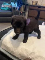 Saturday , a female Goldendoodle and Labradoodle for sale in Knightdale, NC – 1 of 7