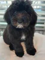 BLUE, a male Goldendoodle and Labradoodle for sale in Knightdale, NC – 3 of 3