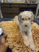 Orange, a male Goldendoodle and Poodle - Standard  for sale in Knightdale, NC – 5 of 6