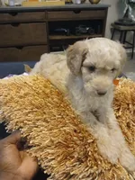 Orange, a male Goldendoodle and Poodle - Standard  for sale in Knightdale, NC – 3 of 6