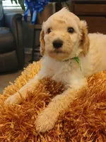 Green, a male Goldendoodle and Poodle - Standard  for sale in Knightdale, NC – 7 of 7
