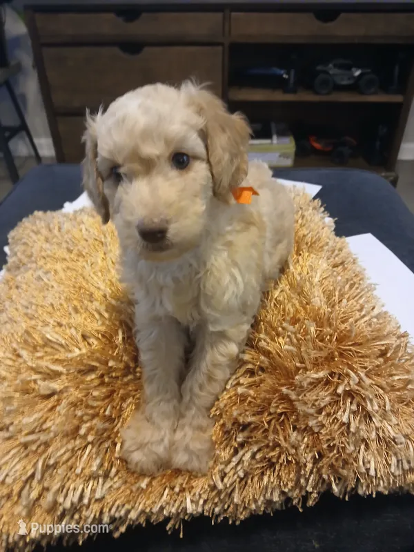 Orange – Goldendoodle, Poodle - Standard  puppy for sale in Knightdale, NC