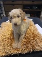 Orange, a male Goldendoodle and Poodle - Standard  for sale in Knightdale, NC – 1 of 6