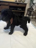 Tuesday, a male Goldendoodle and Labradoodle for sale in Knightdale, NC – 1 of 10