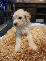 Pink, a female Goldendoodle and Poodle - Standard  for sale in Knightdale, NC – 2 of 6