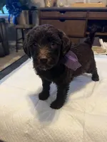 Saturday , a female Goldendoodle and Labradoodle for sale in Knightdale, NC – 3 of 7