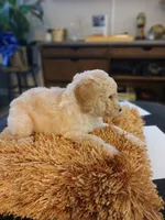 Yellow, a female Goldendoodle and Poodle - Standard  for sale in Knightdale, NC – 3 of 4