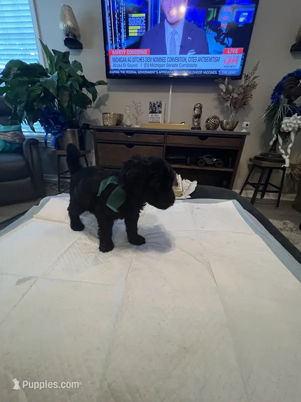 Wednesday – Goldendoodle, Labradoodle puppy for sale in Knightdale, NC