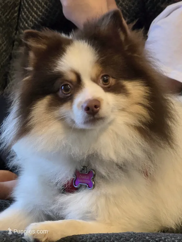 Charlie CKC not neutered – Pomeranian puppy for sale in Corbin, KY