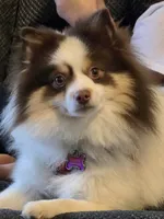 Charlie CKC not neutered, a male Pomeranian for sale in Corbin, KY – 1 of 4