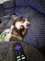 Charlie CKC not neutered, a male Pomeranian for sale in Corbin, KY – 4 of 4
