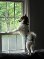 Charlie CKC not neutered, a male Pomeranian for sale in Corbin, KY – 2 of 4