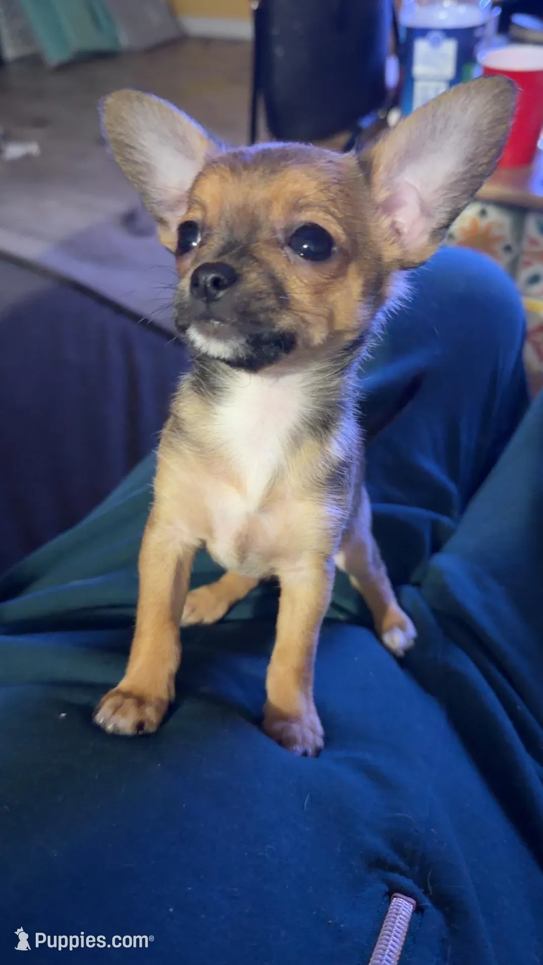 Tequila – Chihuahua puppy for sale in Romulus, MI
