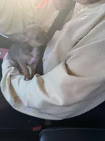 Tequila, a female Chihuahua for sale in Romulus, MI – Photo 5 of 5