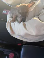 Tequila, a female Chihuahua for sale in Romulus, MI – Photo 3 of 5