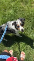 Ace , a male Australian Shepherd for sale in Wilmington, MA – 3 of 5