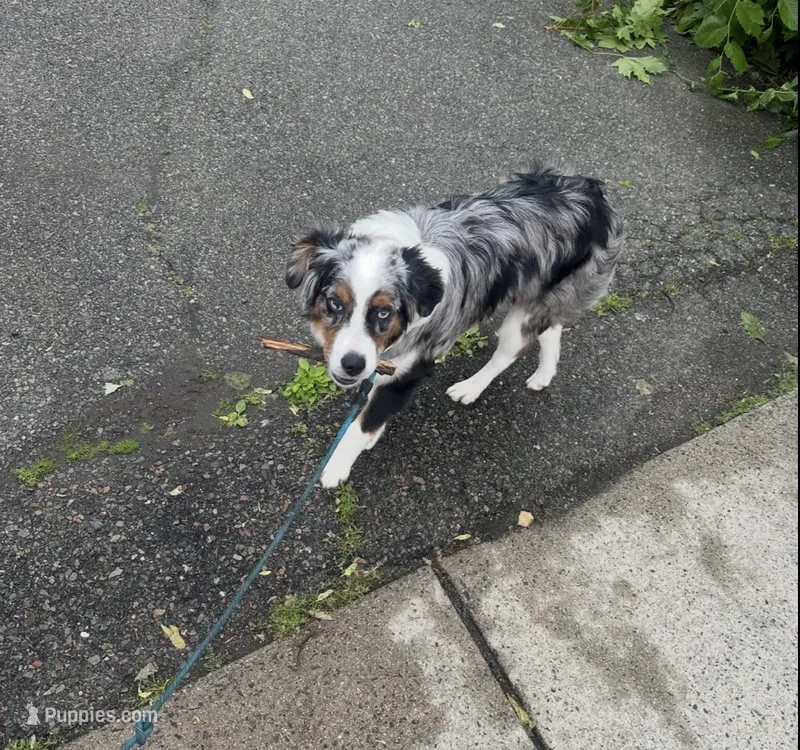 Ace  – Australian Shepherd puppy for sale in Wilmington, MA
