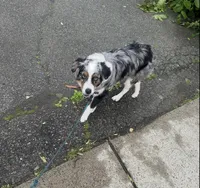 Ace , a male Australian Shepherd for sale in Wilmington, MA – 1 of 5