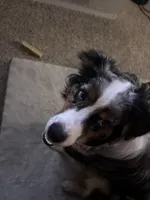 Ace , a male Australian Shepherd for sale in Wilmington, MA – 5 of 5