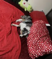 Ace , a male Australian Shepherd for sale in Wilmington, MA – 2 of 5