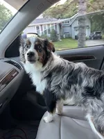 Ace , a male Australian Shepherd for sale in Wilmington, MA – 4 of 5