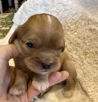 Asher, a male Cavalier King Charles Spaniel for sale in Columbia, TN – Photo 5 of 9