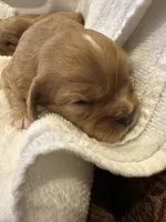 Asher, a male Cavalier King Charles Spaniel for sale in Columbia, TN – Photo 7 of 9