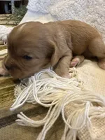 Asher, a male Cavalier King Charles Spaniel for sale in Columbia, TN – Photo 3 of 9