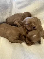 Asher, a male Cavalier King Charles Spaniel for sale in Columbia, TN – Photo 8 of 9