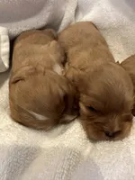 Asher, a male Cavalier King Charles Spaniel for sale in Columbia, TN – Photo 2 of 9