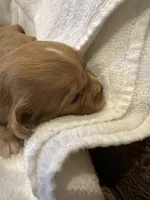 Asher, a male Cavalier King Charles Spaniel for sale in Columbia, TN – Photo 9 of 9