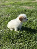 Hadley, a female Doxiepoo for sale in Columbia, TN – Photo 7 of 8