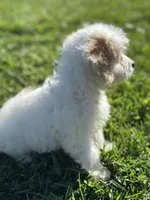 Hadley, a female Doxiepoo for sale in Columbia, TN – Photo 5 of 8