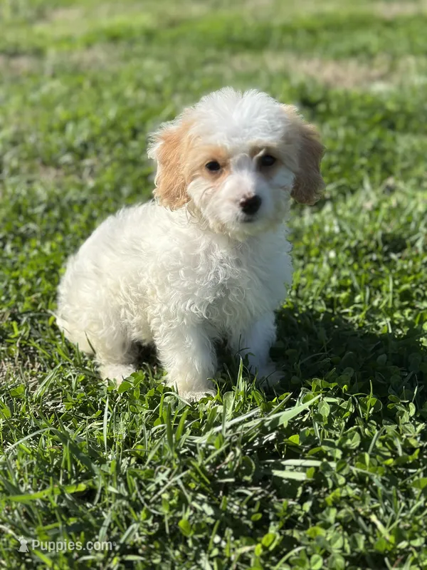 Hadley – Doxiepoo puppy for sale in Columbia, TN