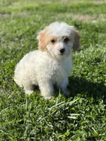 Hadley, a female Doxiepoo for sale in Columbia, TN – Photo 1 of 8