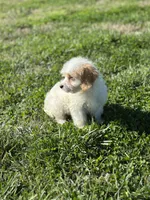 Hadley, a female Doxiepoo for sale in Columbia, TN – Photo 8 of 8