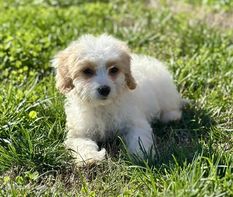 Hadley – Doxiepoo puppy for sale in Columbia, TN