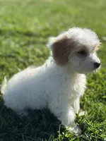 Hadley, a female Doxiepoo for sale in Columbia, TN – Photo 3 of 8