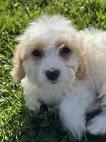 Hadley, a female Doxiepoo for sale in Columbia, TN – Photo 6 of 8