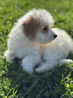 Hadley, a female Doxiepoo for sale in Columbia, TN – Photo 4 of 8