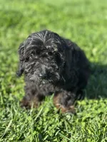 Foster, a male Doxiepoo for sale in Columbia, TN – Photo 1 of 5