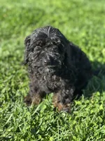 Foster, a male Doxiepoo for sale in Columbia, TN – Photo 2 of 5
